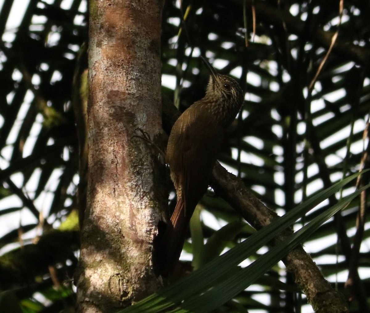 Planalto Woodcreeper - ML642037708