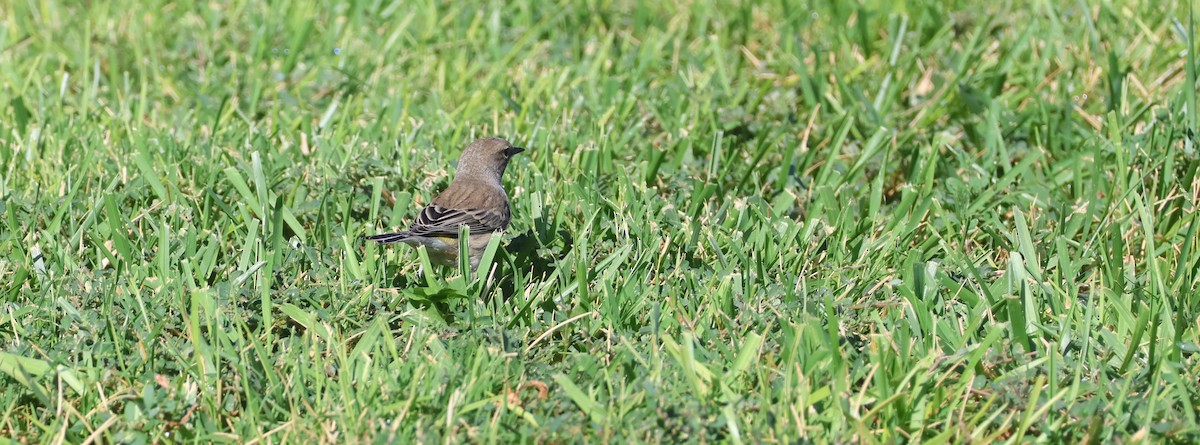 Yellow-rumped Warbler - ML642037709
