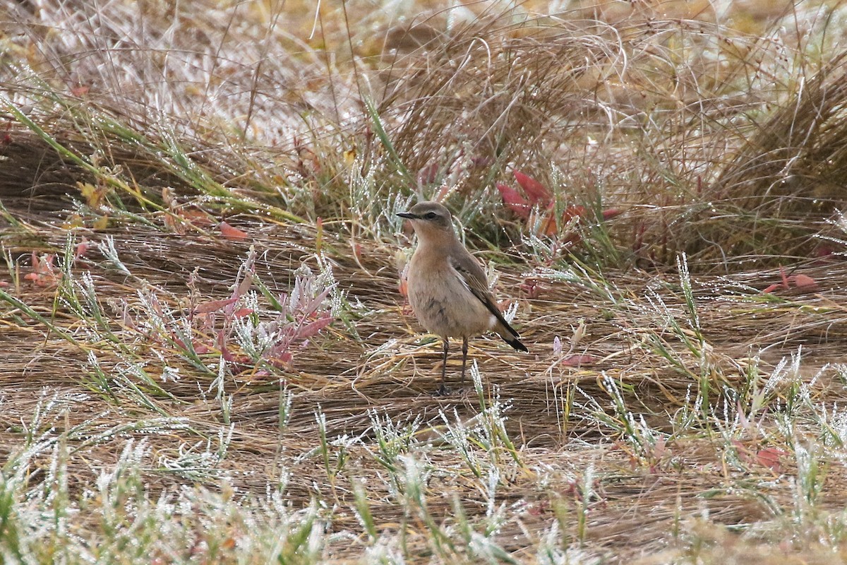 Northern Wheatear - ML642037710