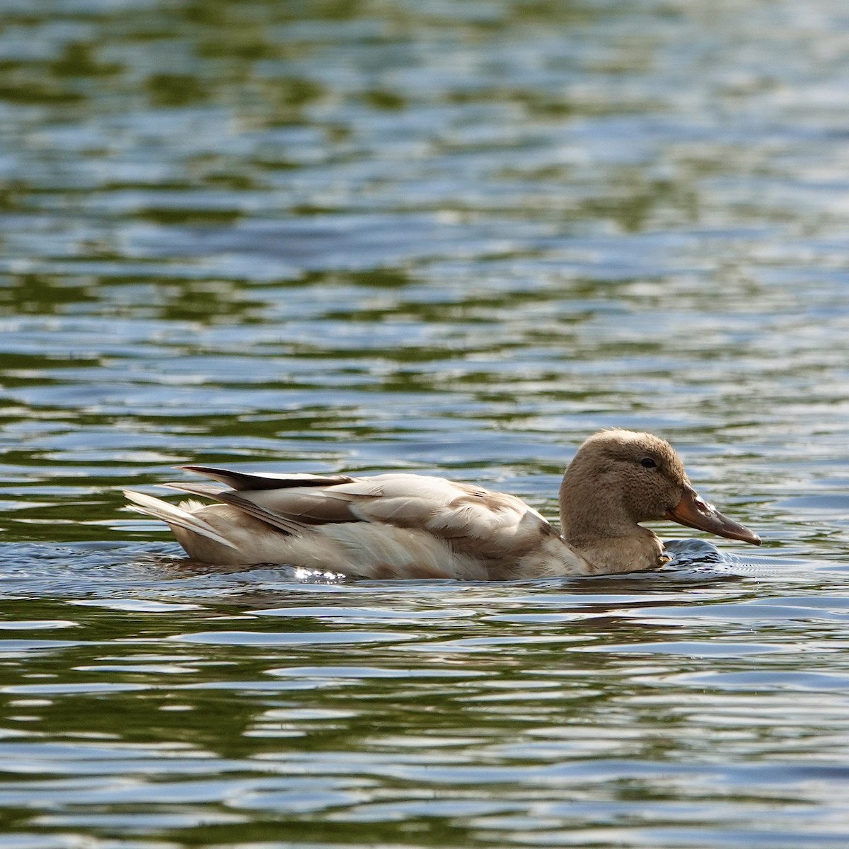 Mallard - ML642037715