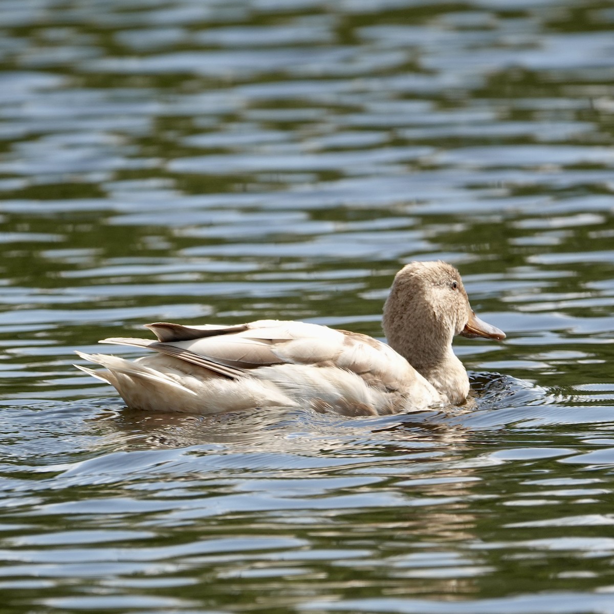 Mallard - ML642037716