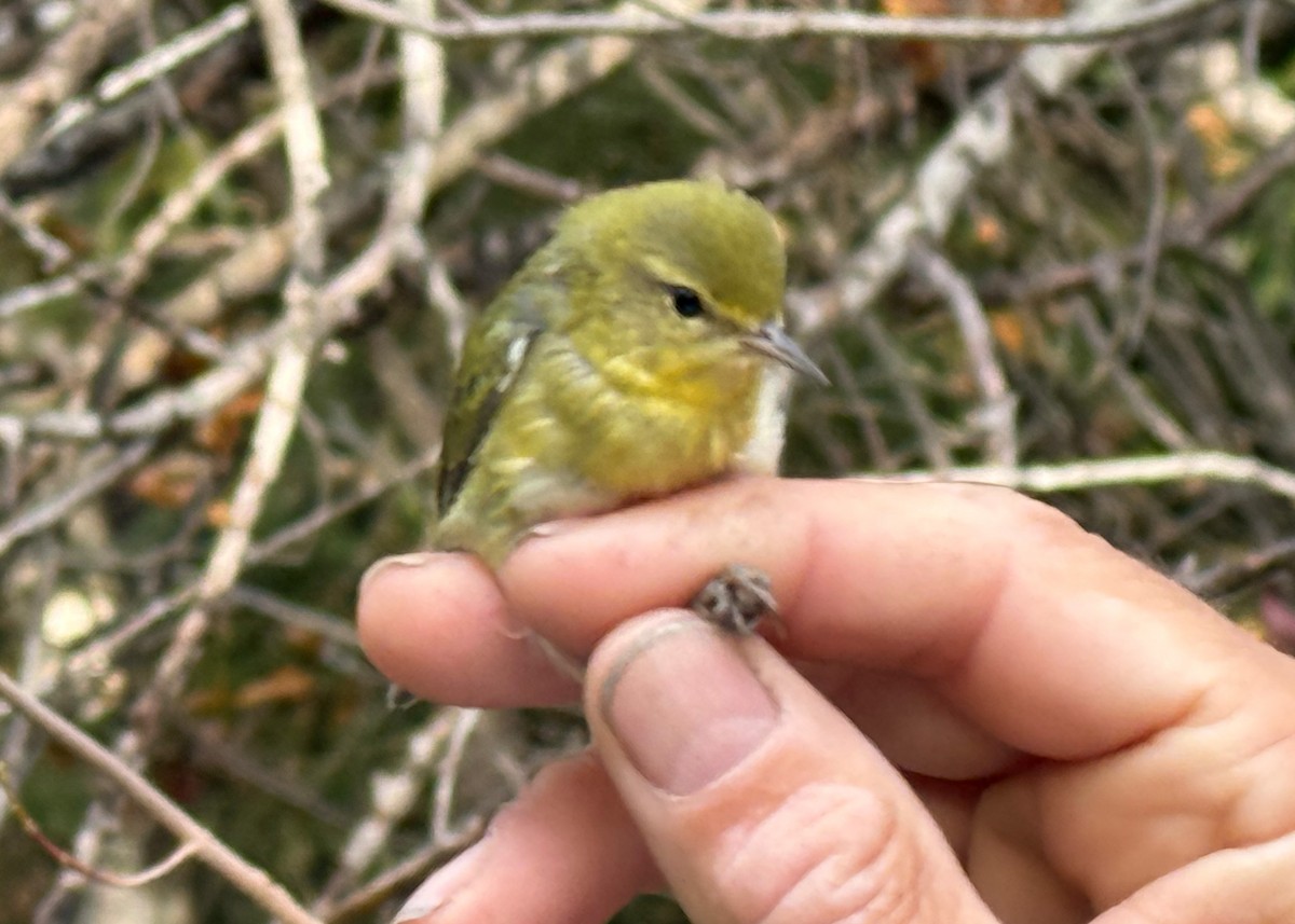 Tennessee Warbler - ML642037726