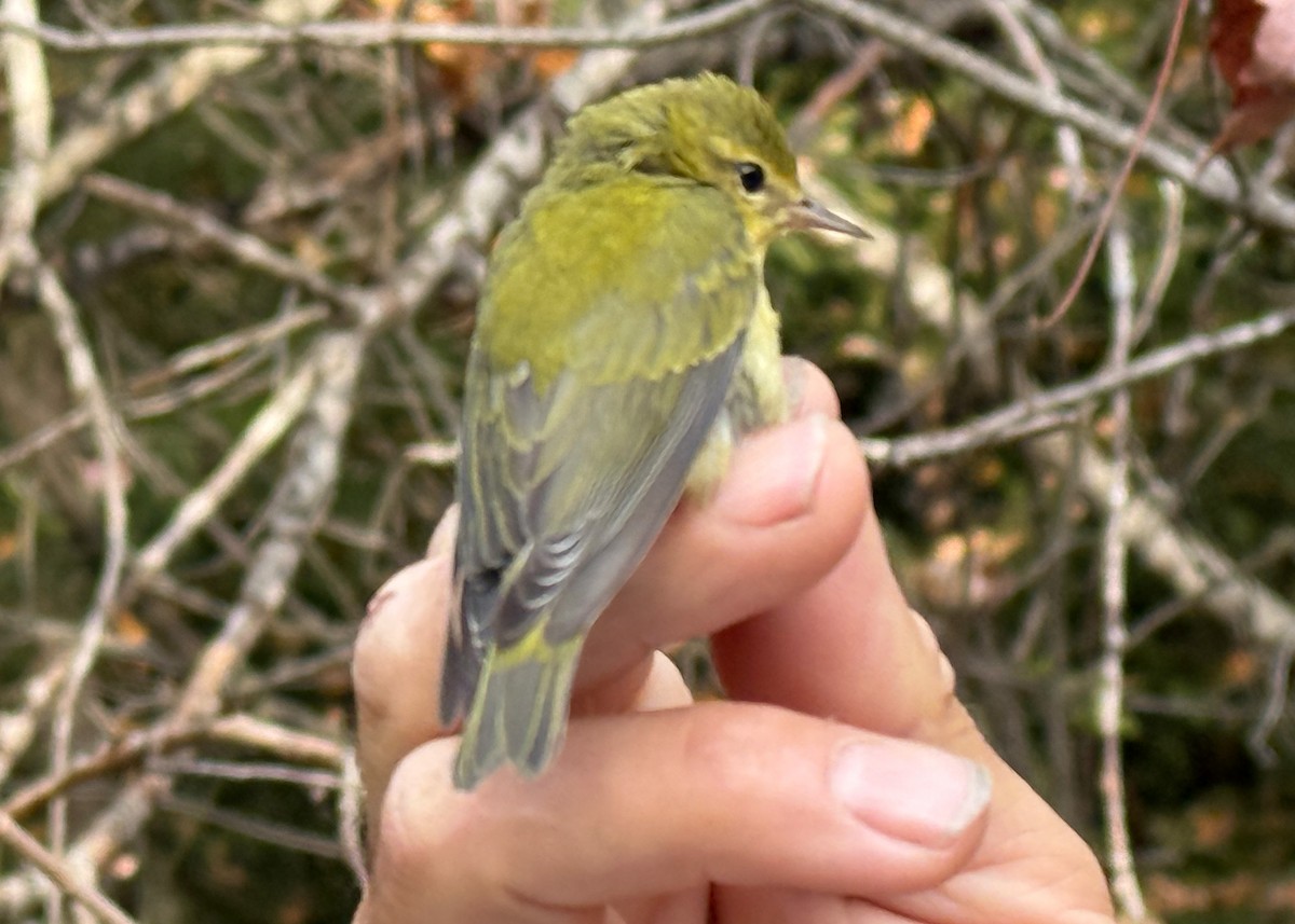 Tennessee Warbler - ML642037727