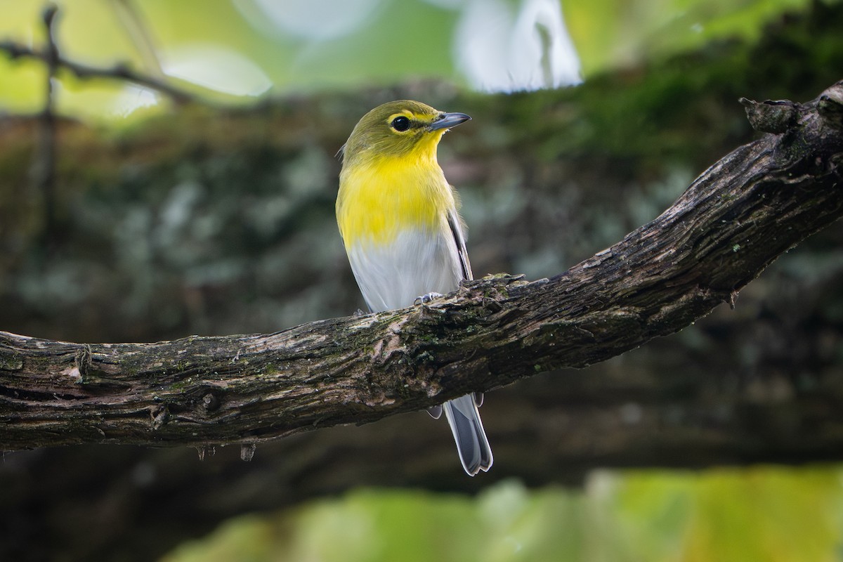 Yellow-throated Vireo - ML642037738