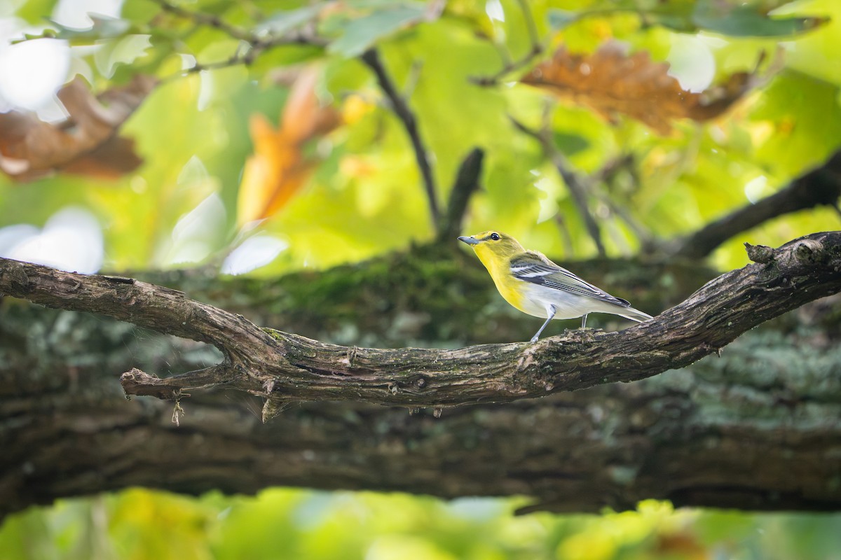 Yellow-throated Vireo - ML642037739