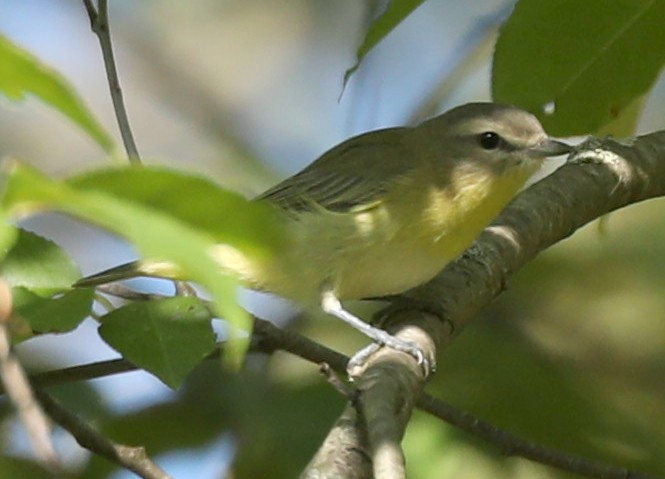 Philadelphia Vireo - ML642037740