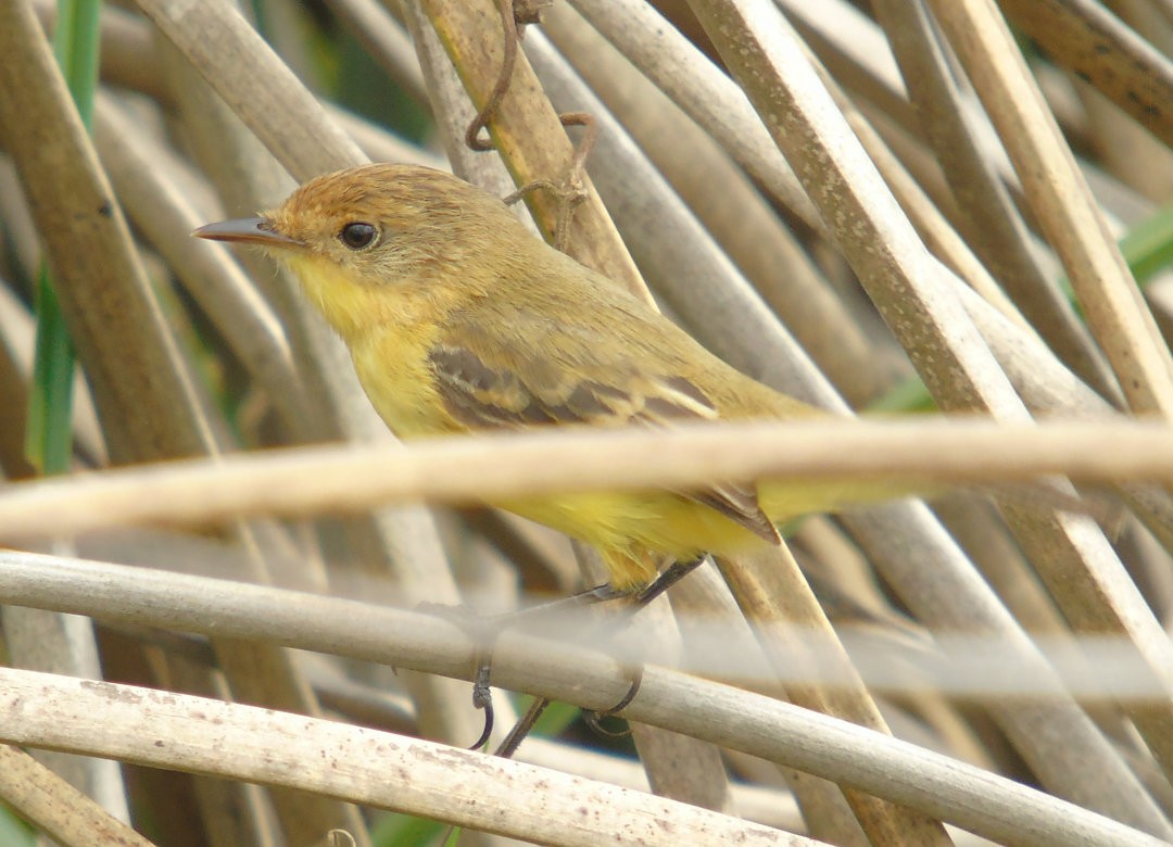 Warbling Doradito - ML642037763