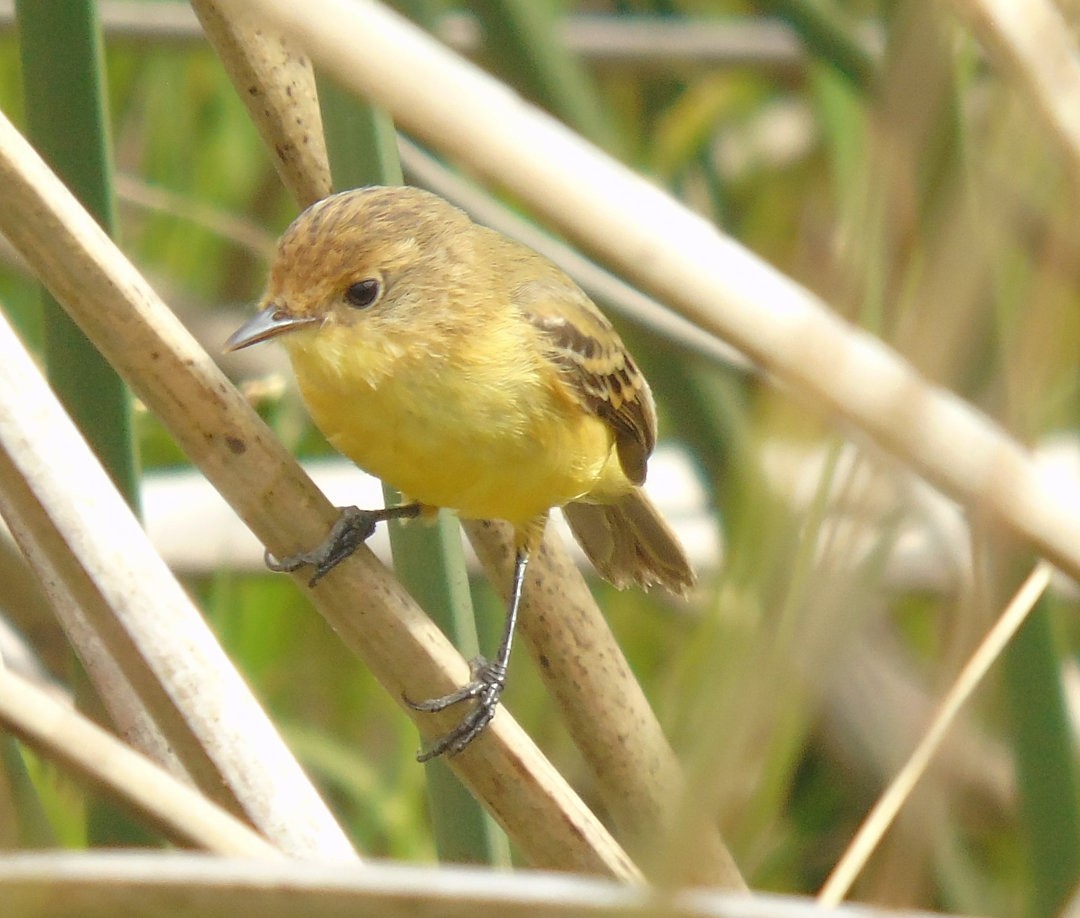 Warbling Doradito - ML642037764