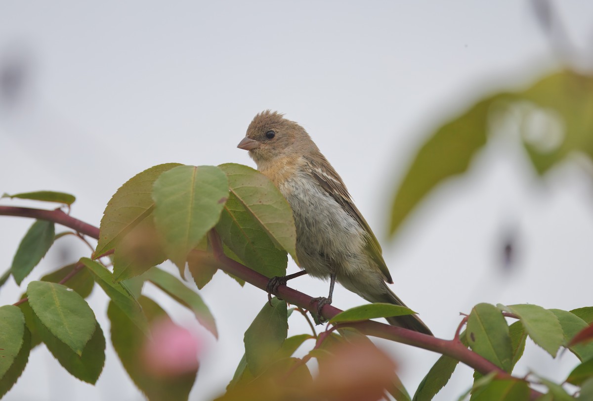 Lazuli Bunting - ML642037771