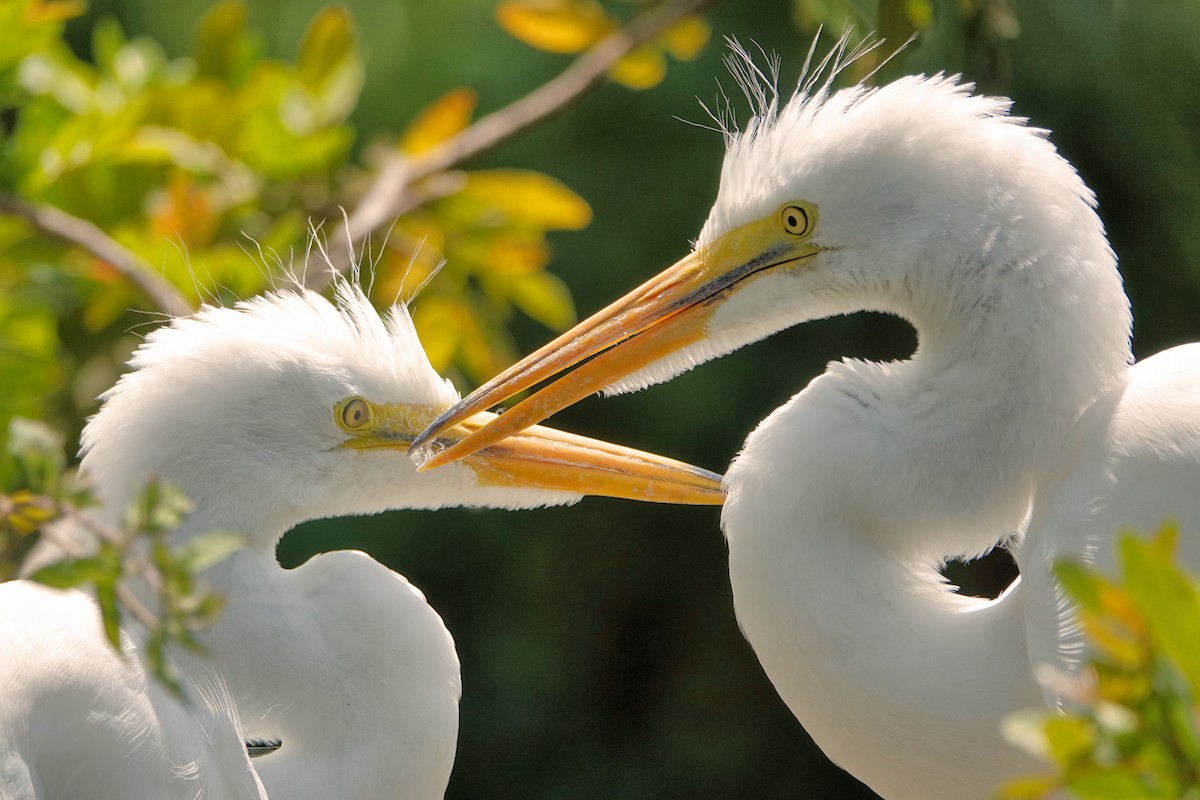Great Egret - ML642037791