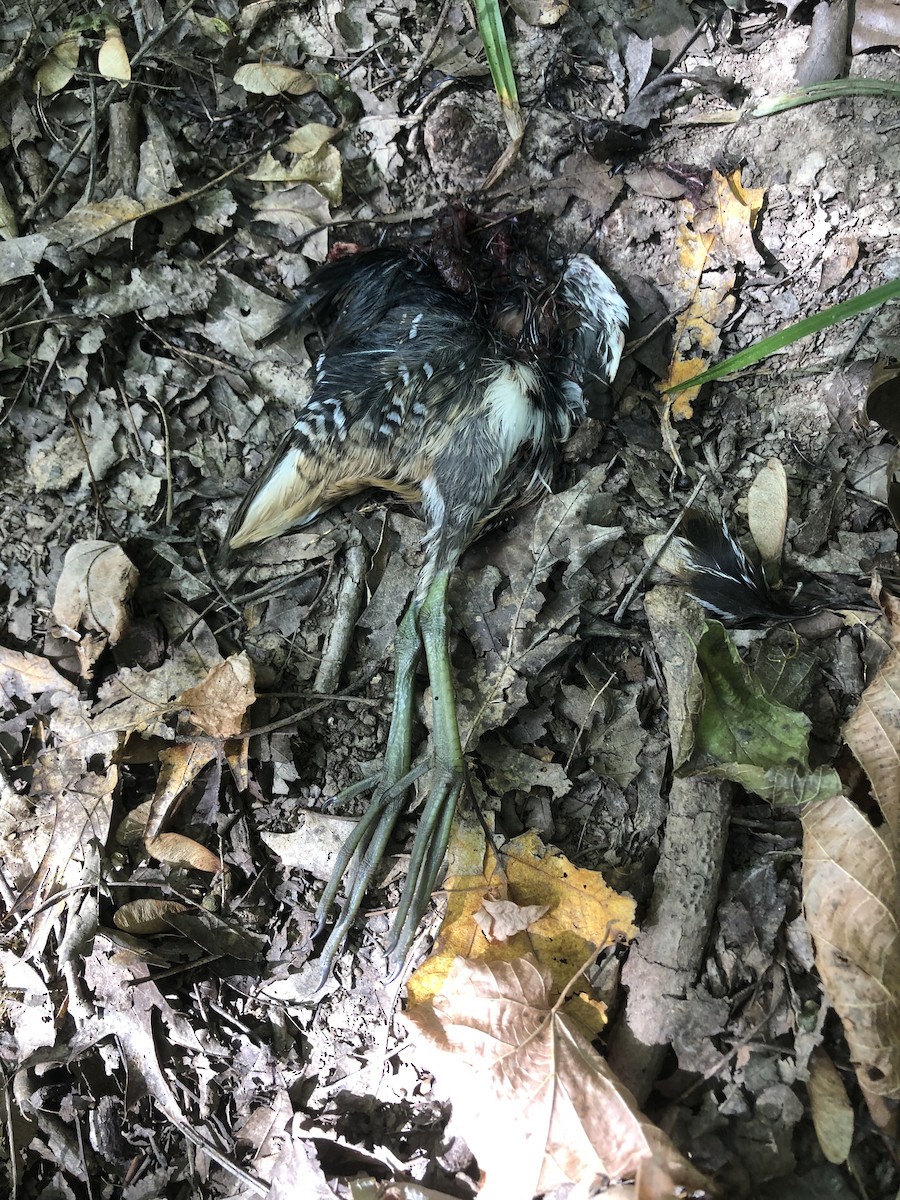 Animals - ML642037813