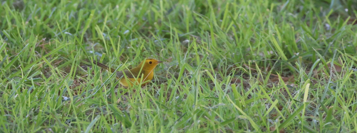 Wilson's Warbler - ML642037819