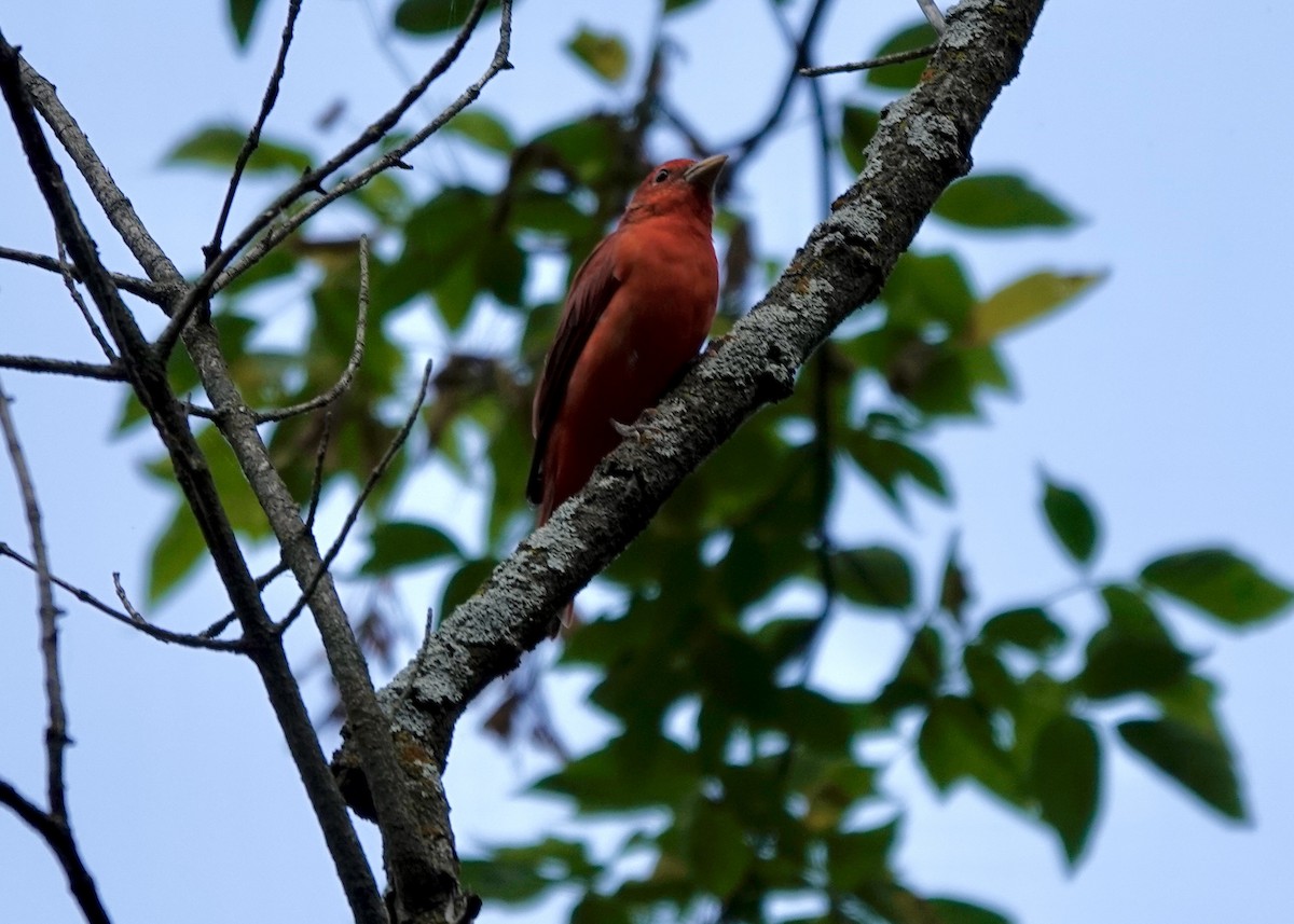Summer Tanager - ML642037826
