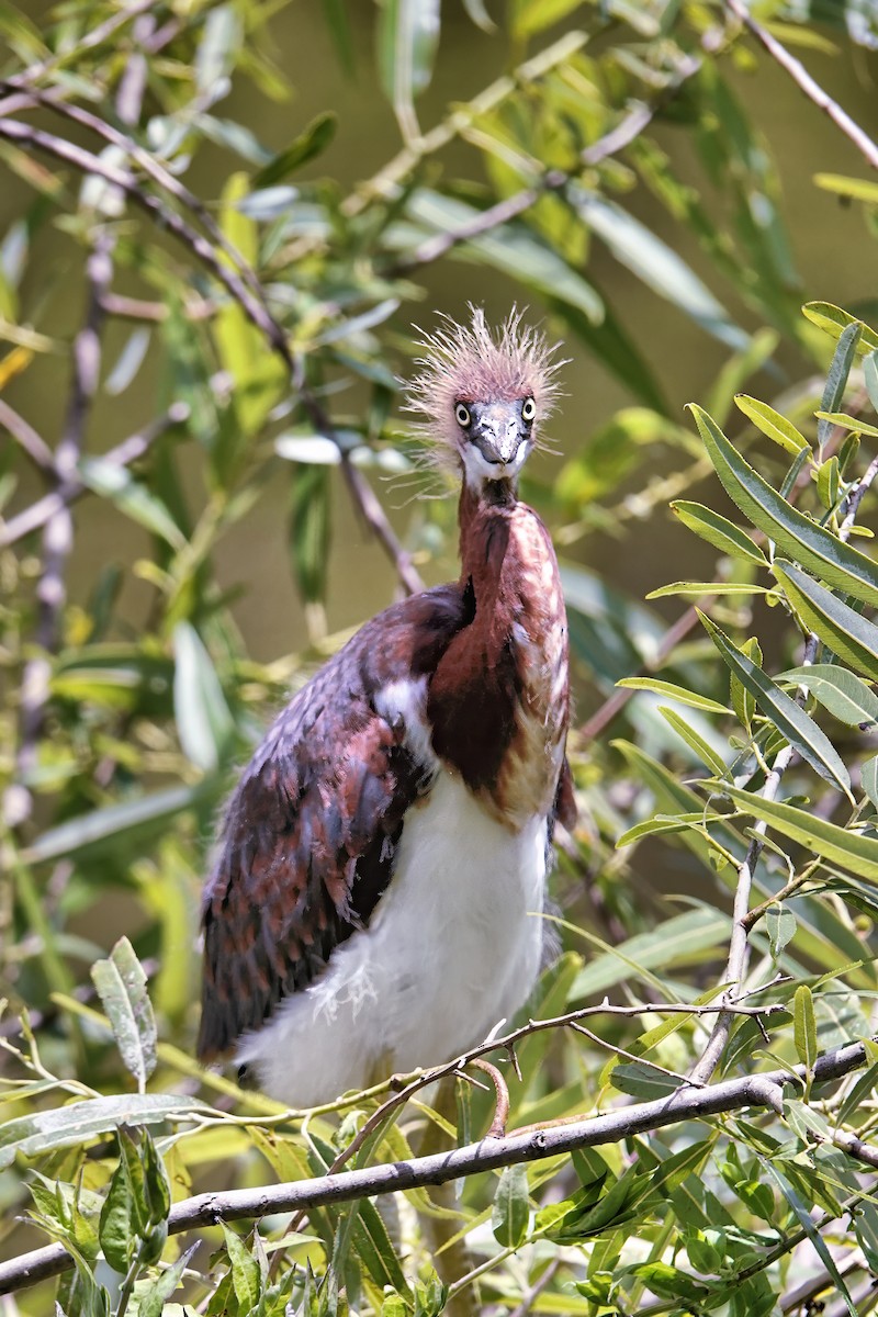 Tricolored Heron - ML642037846