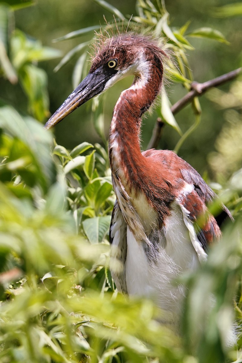 Tricolored Heron - ML642037847