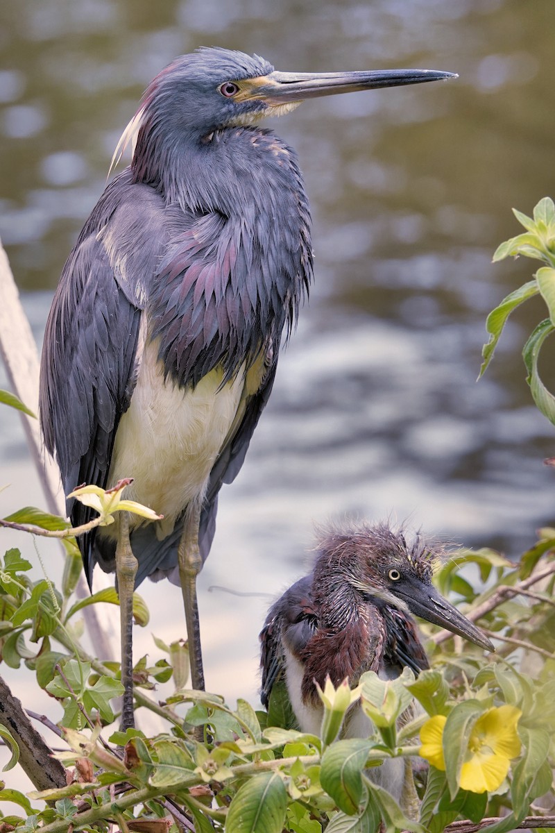 Tricolored Heron - ML642037848
