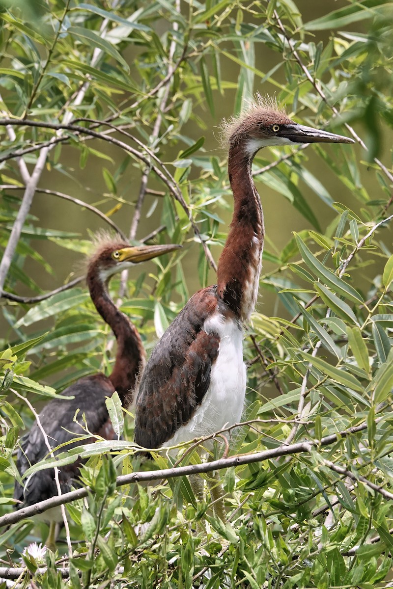 Tricolored Heron - ML642037849