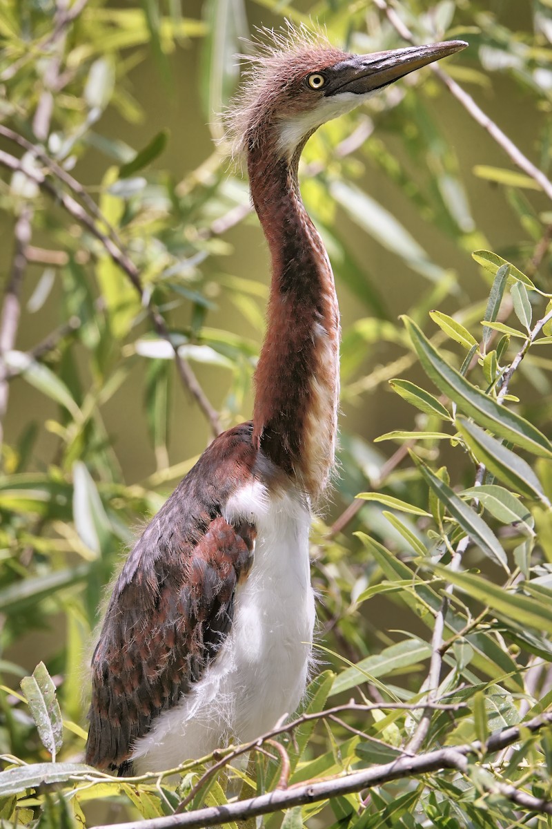 Tricolored Heron - ML642037850