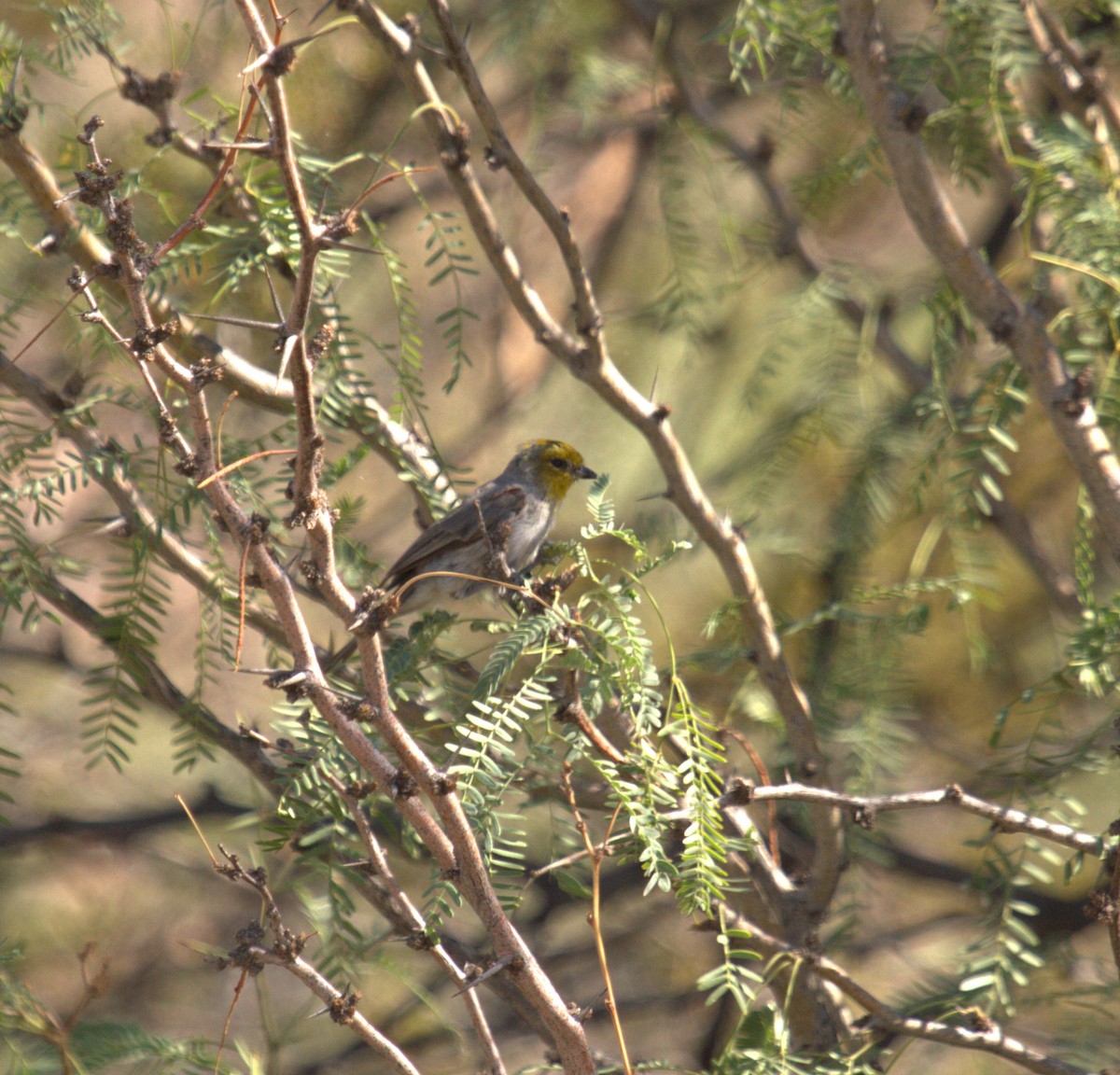 Verdin - ML642037872