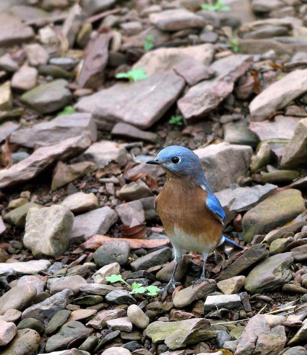 Eastern Bluebird - ML642037875