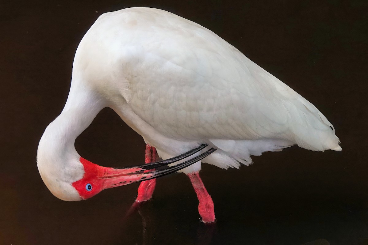 White Ibis - ML642037878