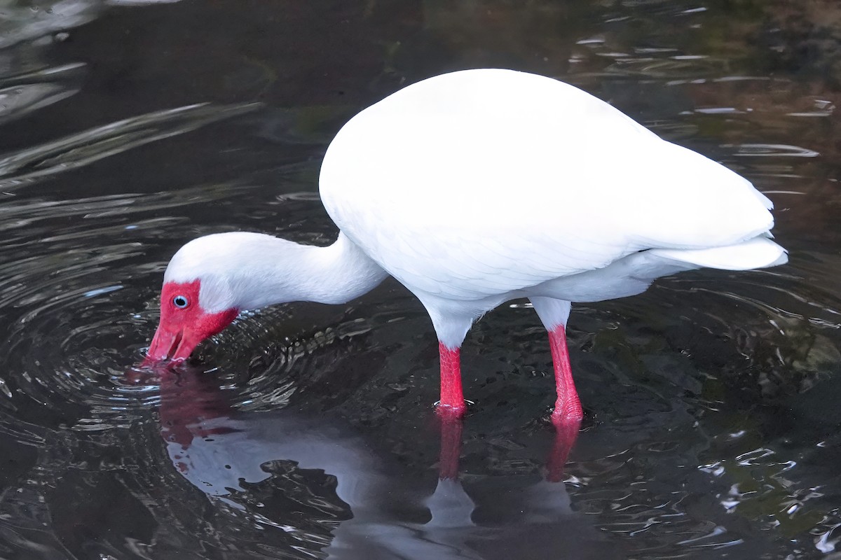 White Ibis - ML642037879