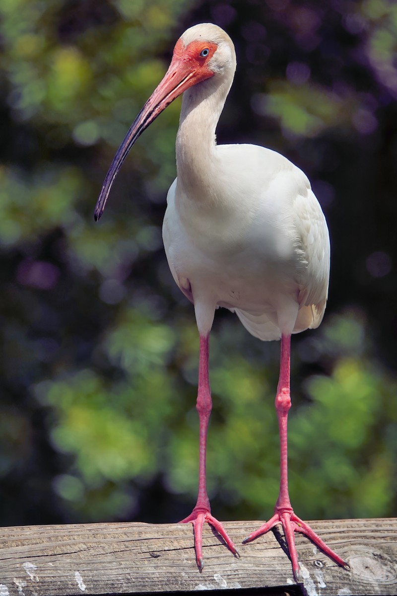 White Ibis - ML642037881