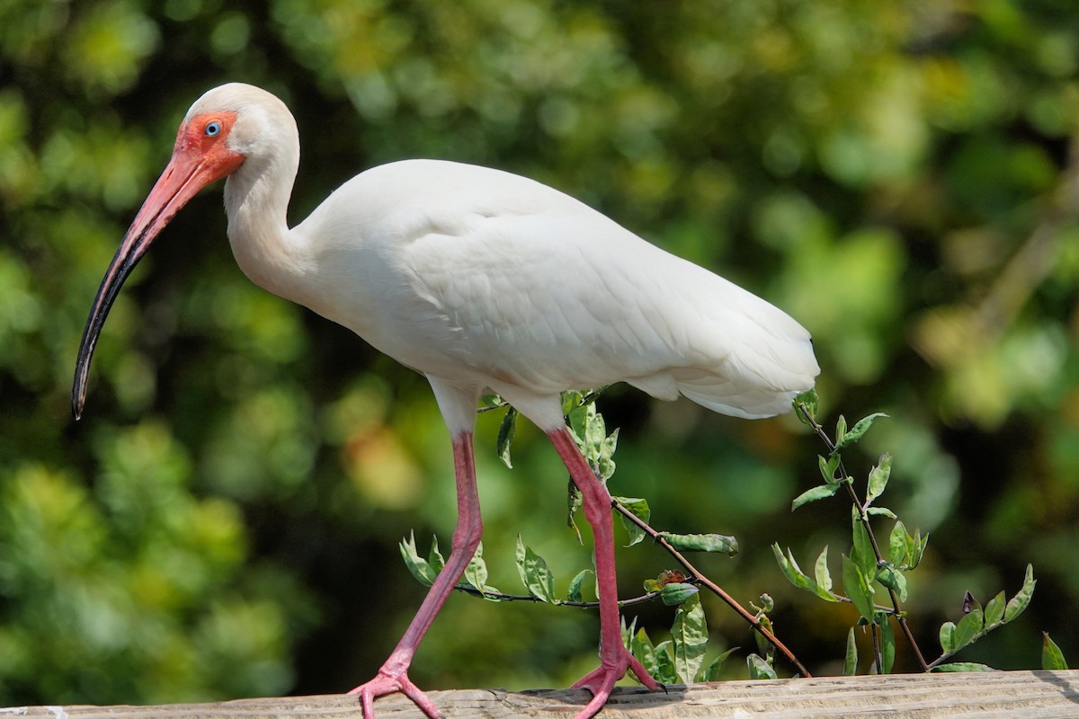 White Ibis - ML642037882
