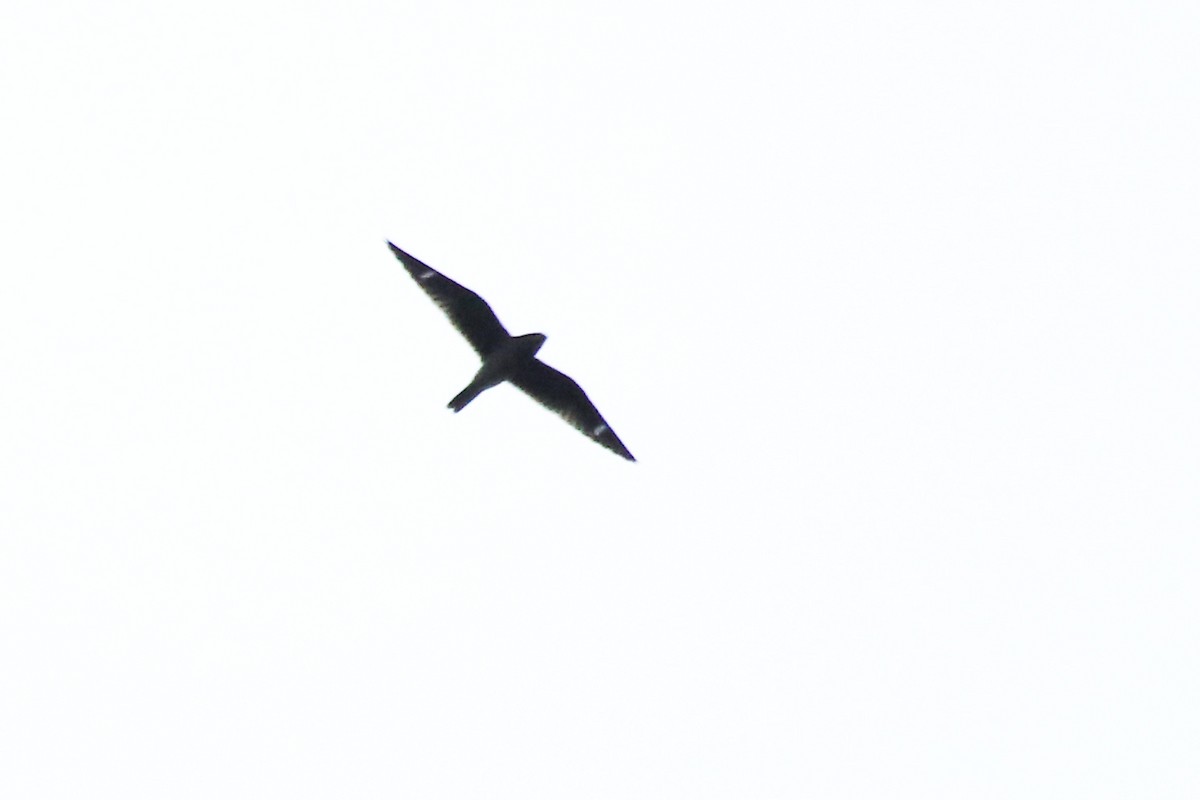 Common Nighthawk - ML642037883