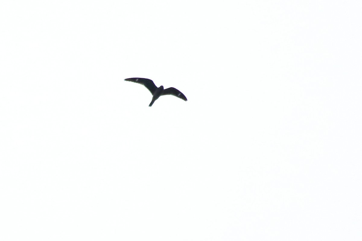 Common Nighthawk - ML642037884