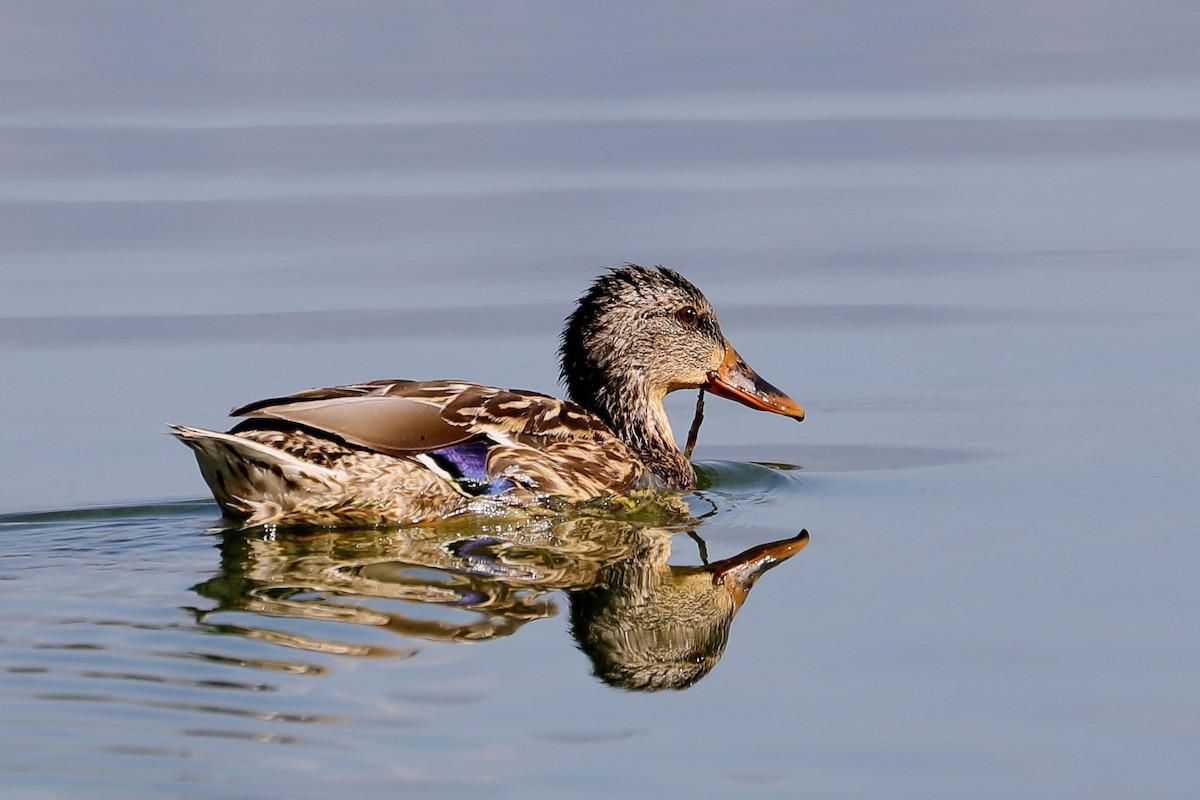 Mallard - ML642037888