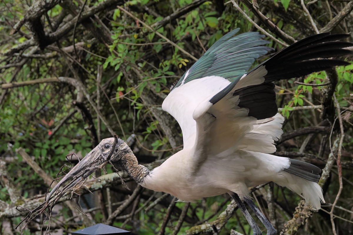 Wood Stork - ML642037902