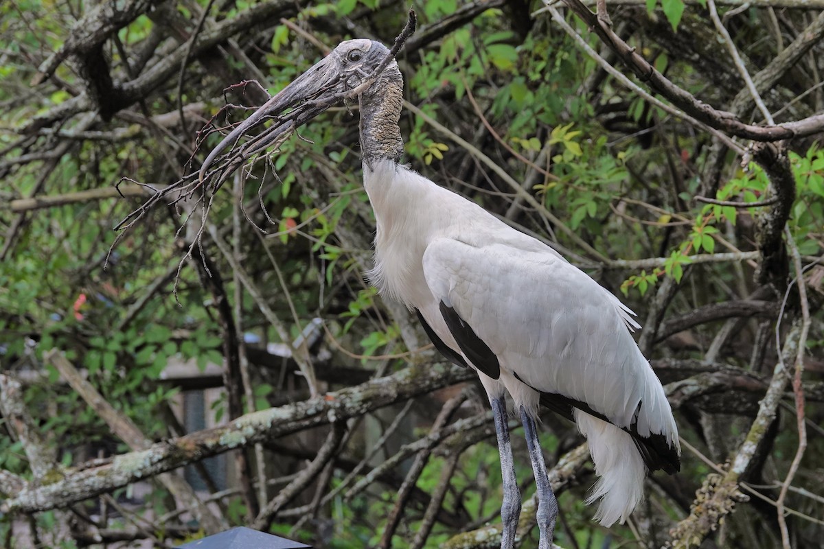 Wood Stork - ML642037903