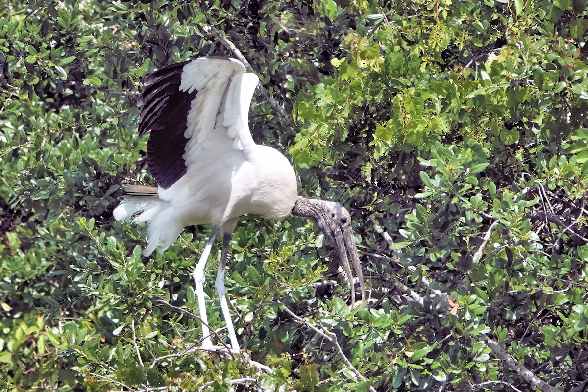 Wood Stork - ML642037905