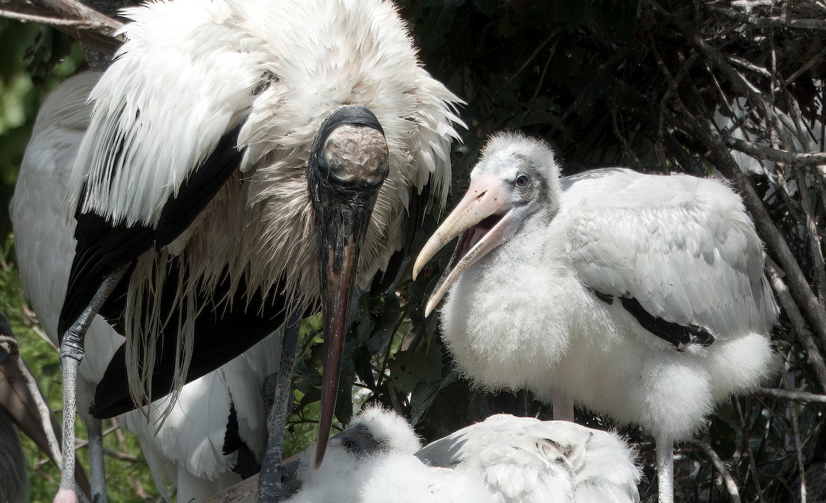 Wood Stork - ML642037906