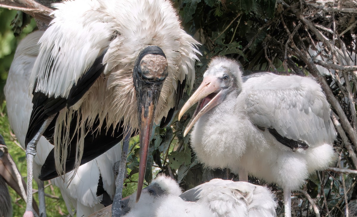 Wood Stork - ML642037907