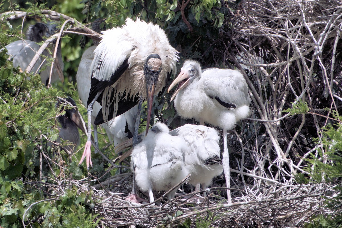 Wood Stork - ML642037908