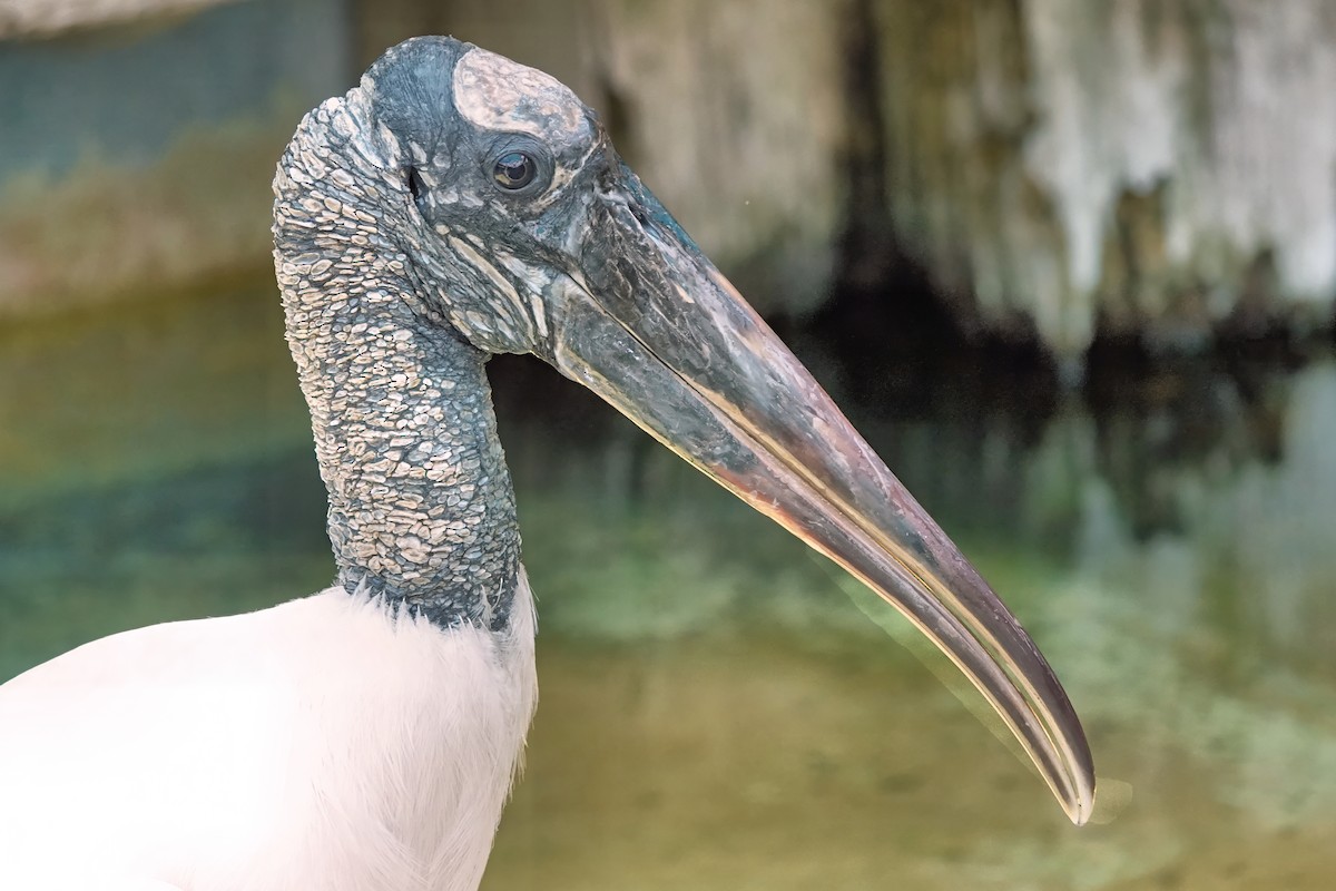 Wood Stork - ML642037909