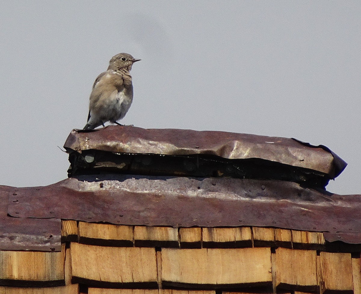 Mountain Bluebird - ML642037910