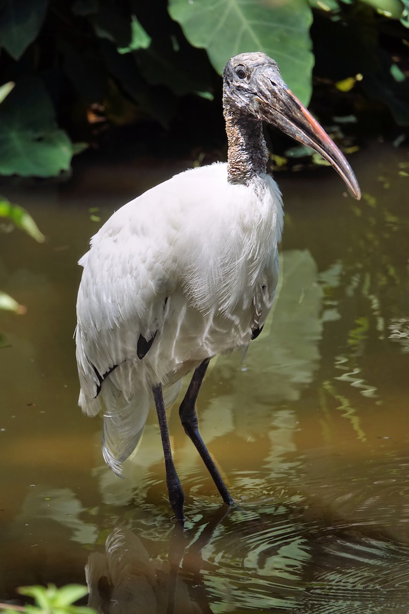 Wood Stork - ML642037911