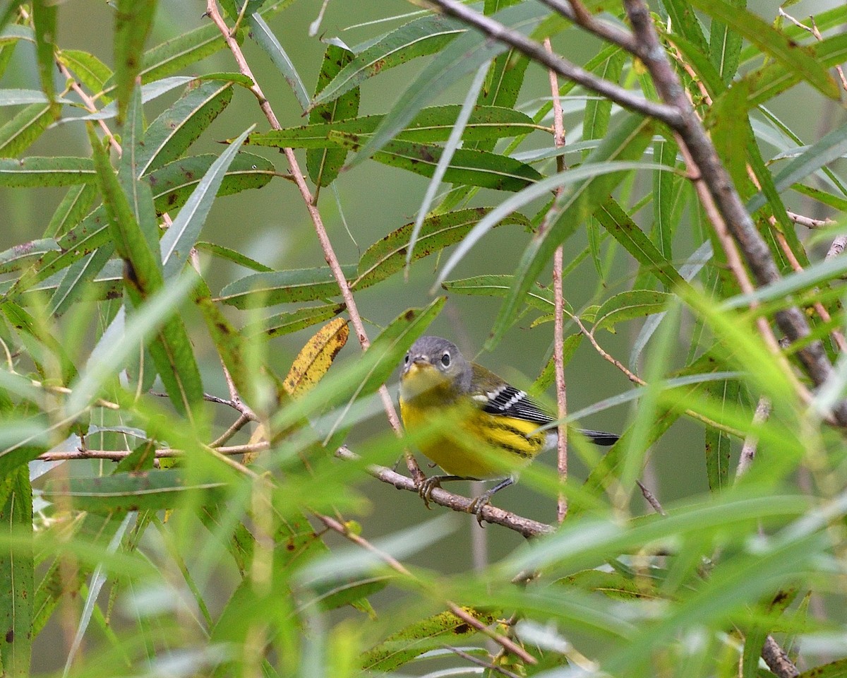 Magnolia Warbler - ML642037912