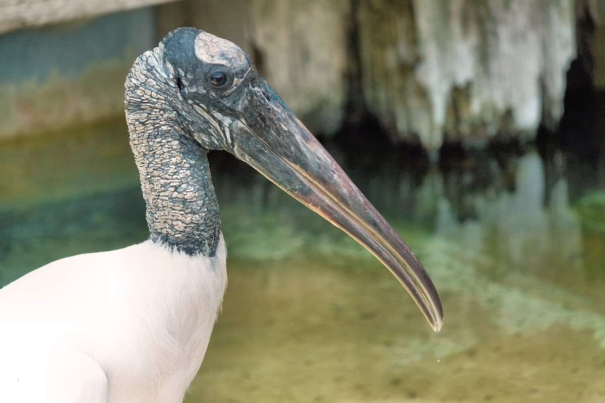 Wood Stork - ML642037913