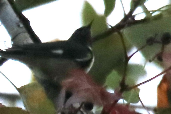Black-throated Blue Warbler - ML642037914