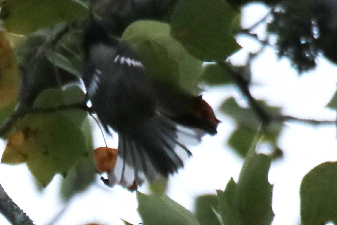 Black-throated Blue Warbler - ML642037915