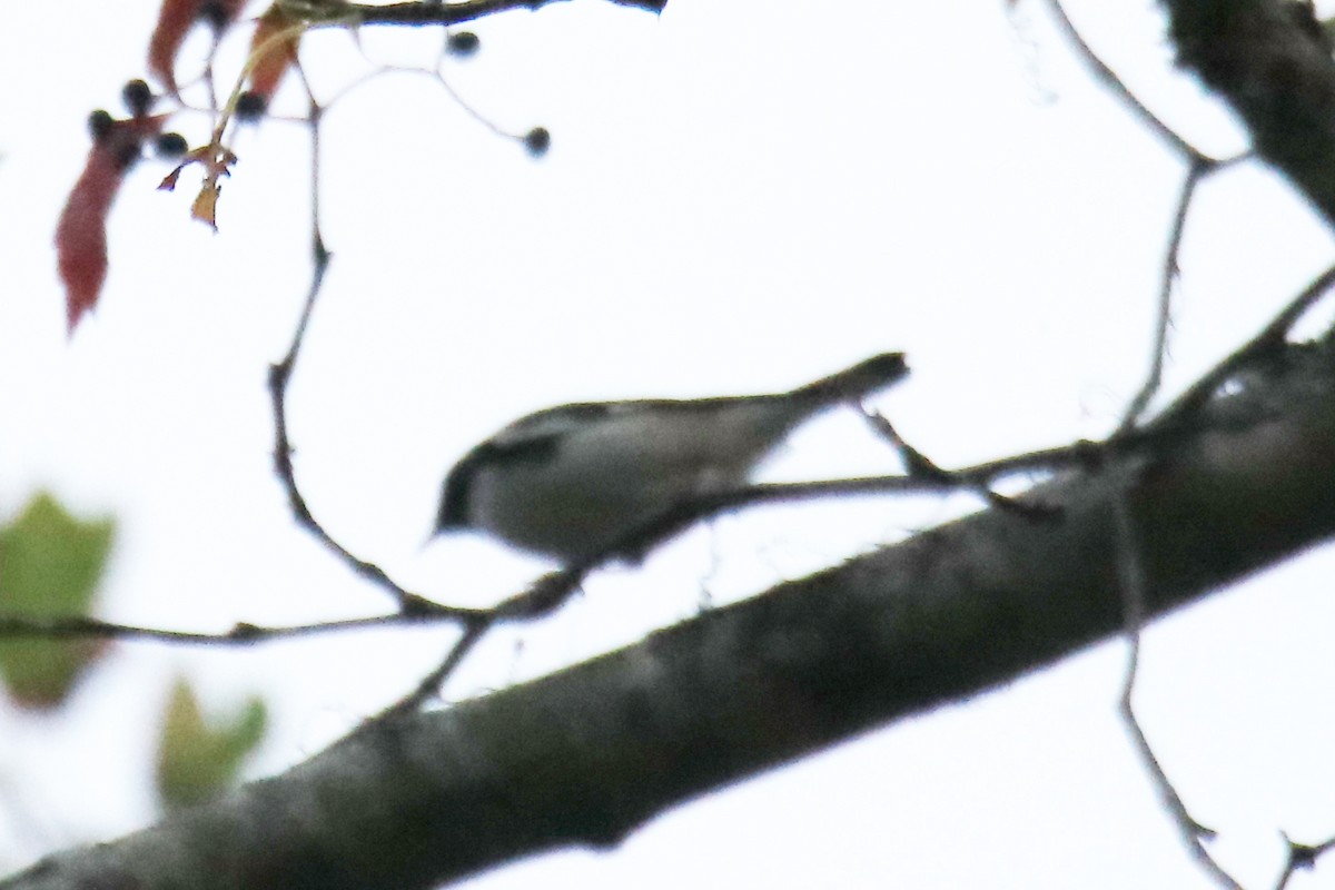 Black-throated Blue Warbler - ML642037916