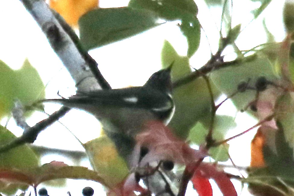 Black-throated Blue Warbler - ML642037917