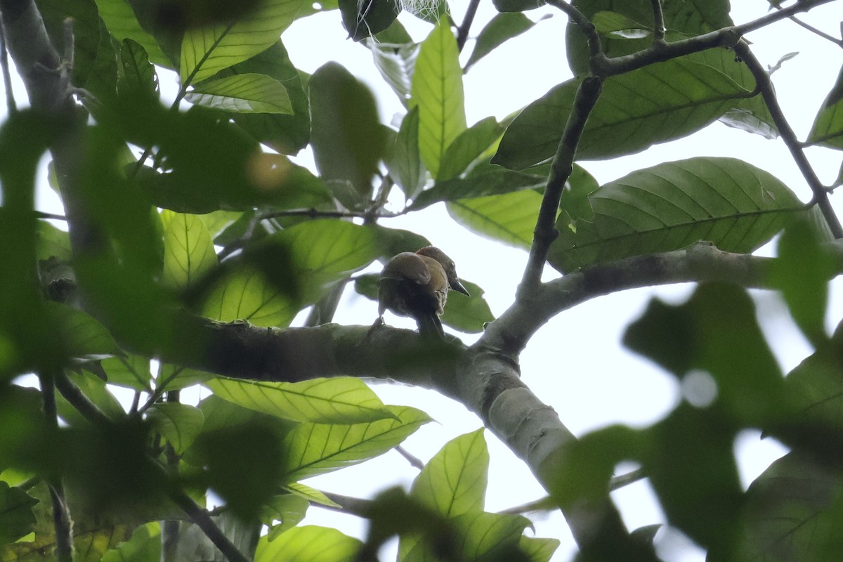 Green-backed Woodpecker - ML642037926