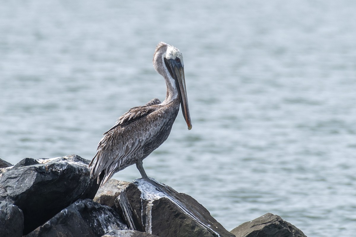 pelikán hnědý (ssp. carolinensis) - ML642037932