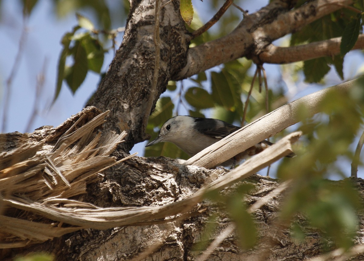 White-breasted Nuthatch - ML642037933