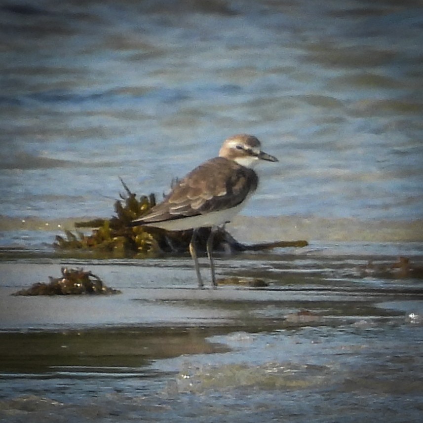 鐵嘴鴴 - ML642037945